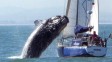 Szybujący wieloryb zmiażdżył jacht
